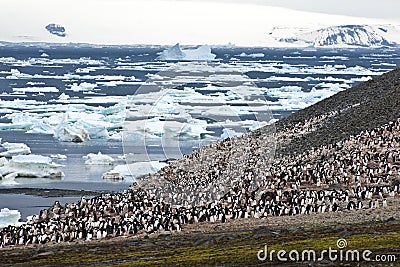 Penguin colony in Antarctica. Adelie penguins on Paulet Island. Stock Photo