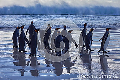Penguin colony, Antarctica wildlife. Group of king penguins coming back from sea to beach with wave and blue sky in background, Stock Photo