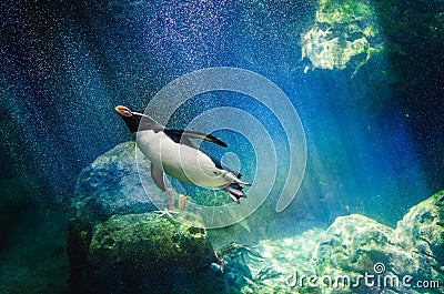Penguin diving Stock Photo