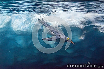Penguin diving under ice, underwater photography. Stock Photo