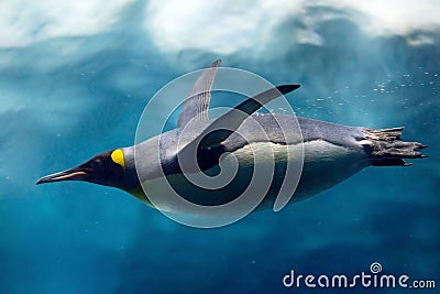 Penguin diving under ice, underwater photography. Stock Photo
