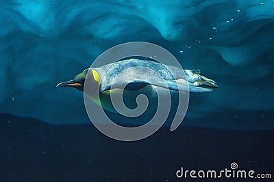 Penguin diving underwater, underwater view. Stock Photo
