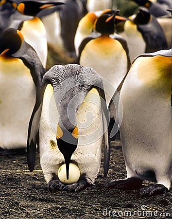 Penguin With Egg, South Georgia Stock Photo