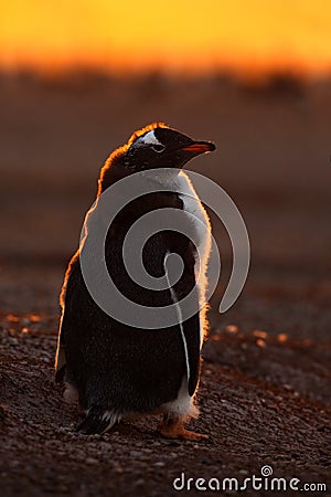 Penguin evenig scene in the orange sunset. Beautiful gentoo penguin with sun light. Penguin with evening light. Open penguin Stock Photo