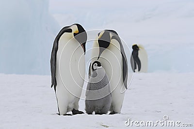 Penguin Family Stock Photo