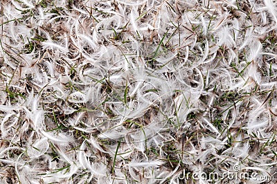 Penguin feathers lying on grass, Saunders Island, Falkland Islands Stock Photo