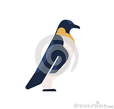 Penguin flat vector illustration. Arctic bird with black back and white belly isolated on white background. Aquatic Vector Illustration