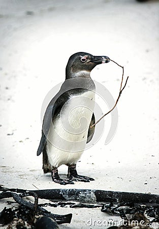 Penguin getting ready to make a nest Stock Photo