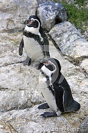 Penguin gumbolt bird vertebrate the-point Stock Photo