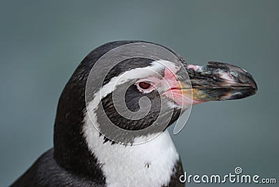 Penguin Head Stock Photo