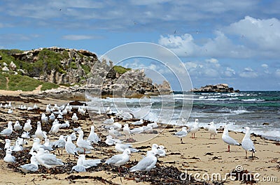 Seagulls on the western beach. Penguin island. Shoalwater islands marine park. Rockingham. Western Australia Stock Photo