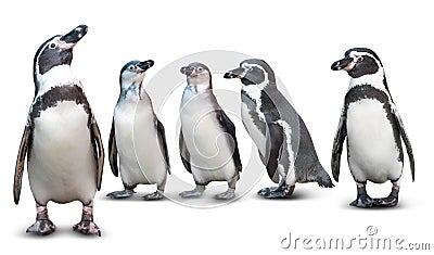 Penguin isolated Stock Photo