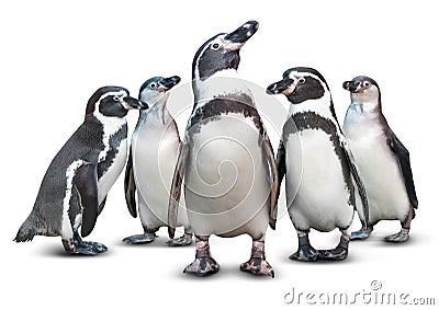 Penguin isolated Stock Photo
