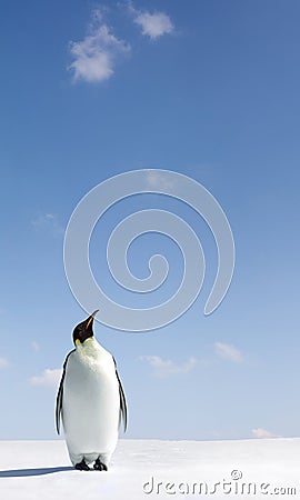 Penguin looking up Stock Photo