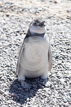 Penguin of Magellan, Patagonia Argentina Stock Photo