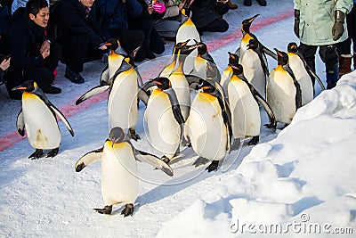 Penguin march at Asahiyama Zoo, Hokkaido Editorial Stock Photo