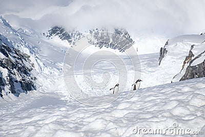 Penguin mountain Stock Photo