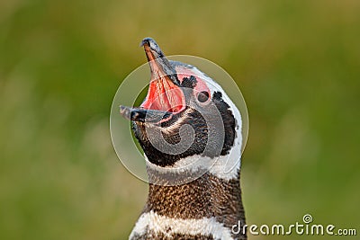 Penguin with open bill. Bird in the grass. Penguin in the red evening grass, Magellanic penguin, Spheniscus magellanicus. Black wh Stock Photo