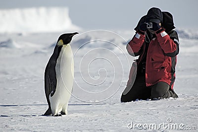 Penguin photos Stock Photo