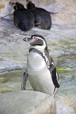 Penguin-point vertebrate bird humboldt Stock Photo