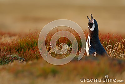 Penguin in red grass with open bill. Wildlife scene from nature. Bird from Falkland Island. Stock Photo