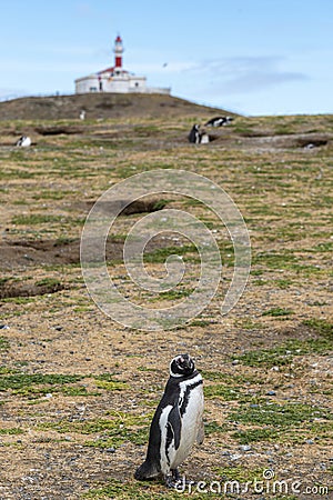 Penguin Reserve at Magdalena island in the Strait of Magellan. Stock Photo