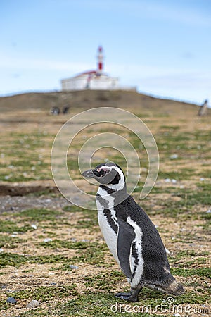 Penguin Reserve at Magdalena island in the Strait of Magellan. Stock Photo