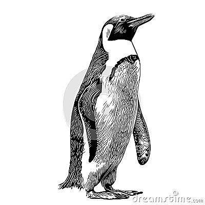 Penguin sketch hand drawn in doodle style Vector illustration Cartoon Illustration