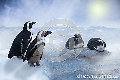 Penguin in the snow and ice, blue sky and sun Stock Photo