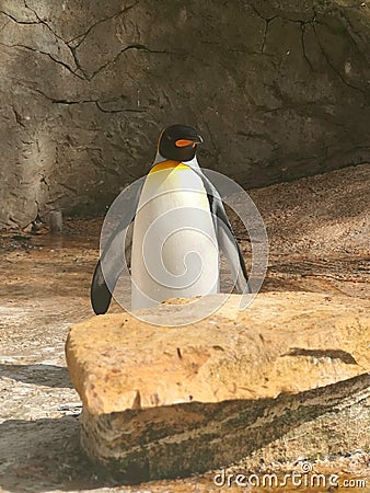 Penguin standing by rock Stock Photo