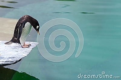 A penguin about to take a dive into the water Stock Photo