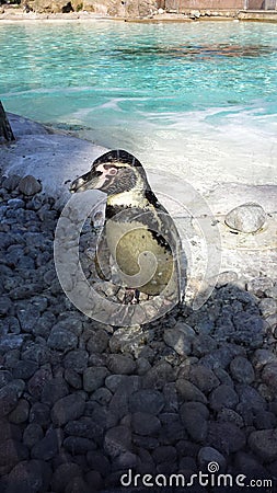 Penguin in Zoo Stock Photo