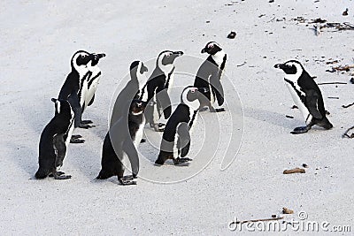 Penguins Stock Photo