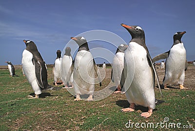 Penguins Stock Photo