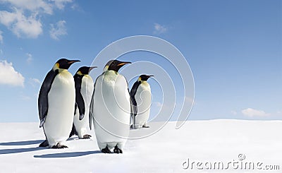 Penguins Stock Photo