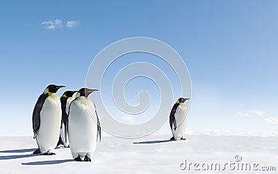 Penguins in Antarctica Stock Photo