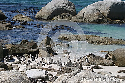 Penguins at Boulder Beach Stock Photo