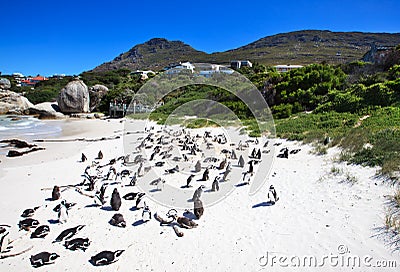 Penguins at Boulders Beach. South Africa. Stock Photo