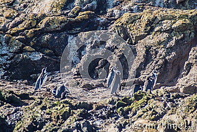 Penguins on Chiloe island Stock Photo