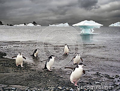 Penguins and iceberg in Antarctica Stock Photo