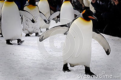 Penguins march Stock Photo