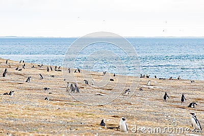 Colony of magellanic penguins on Magdalena island, Strait of Magellan, Chile Stock Photo