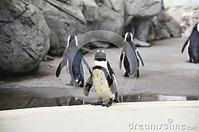 Penguins in an oceanarium on an artificial enclosure. Marine animals in captivity Stock Photo