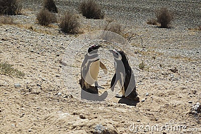 Penguins at Peninsula Valdes Stock Photo