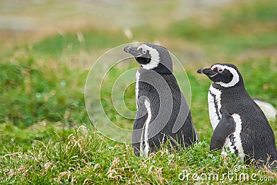 Penguins in Punta Arenas Stock Photo