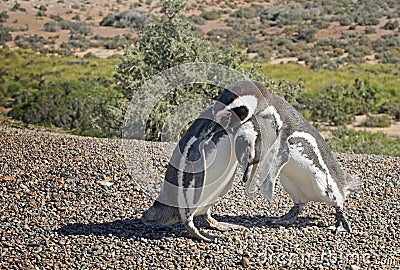 Penguins in Punto Tombo, argentinian Patagonia. Stock Photo