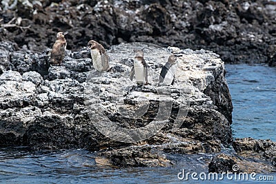 Penguins roost on the coast.Ecuado Stock Photo