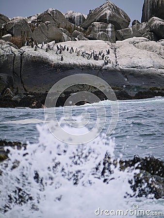 Penguins on a small island Isla Los Pinguinos Cachagua in Chile Stock Photo