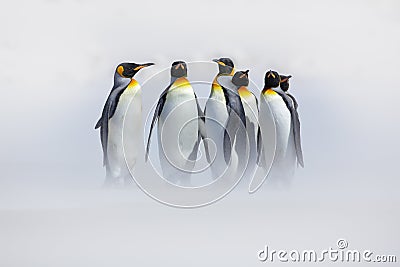 Penguins in the snow. Group of King penguins coming to sea beach with wave a blue sky. Birds on the beach. Funny penguins image. W Stock Photo