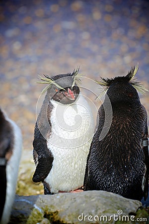 Penguins Stock Photo